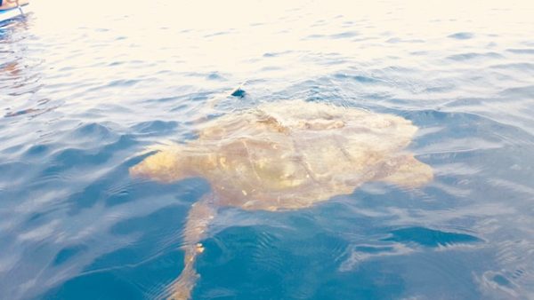 Hawksbill turtle off the coast of Redondo Beach, CA