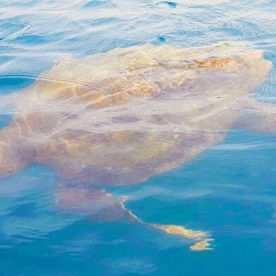 Sea turtle