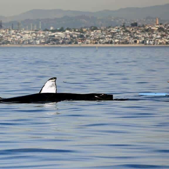 Sara Schulting Kranz paddle boarding near a whale off the coast of Hermosa Beach